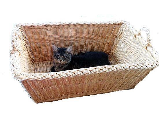 Katze in Korbzaine